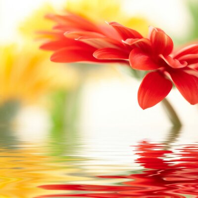 Fleur rouge dans l'eau