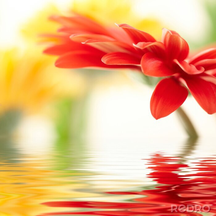 Papier peint  Fleur rouge dans l'eau