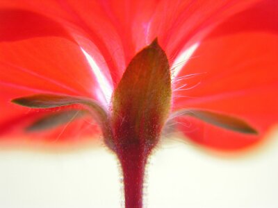 Papier peint  Fleur rouge vue d'en bas