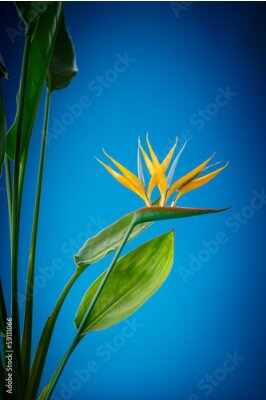 Papier peint  Fleur Strelitzia