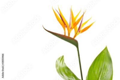 Papier peint  Fleur Strelitzia