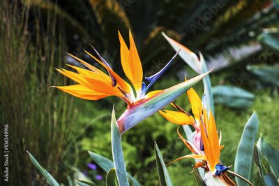 Papier peint  Fleur Strelitzia