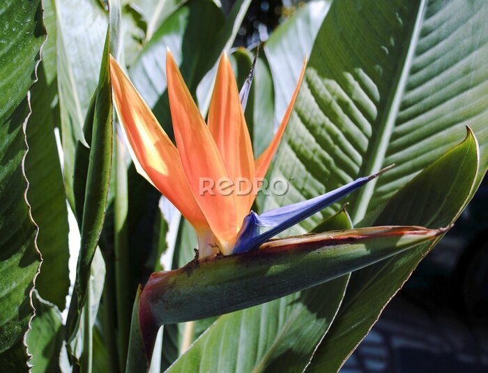 Papier peint  fleur Strelitzia