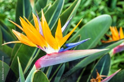Papier peint  Fleur strelitzia africaine, oiseau de paradis, île de Madère, Funchal, Portugal