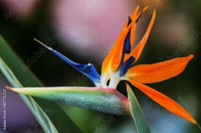 Papier peint  Fleur Strelitzia Beautifull fermer la photographie