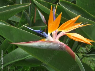 Papier peint  Fleur Strelitzia est un symbole de l'île de Madère