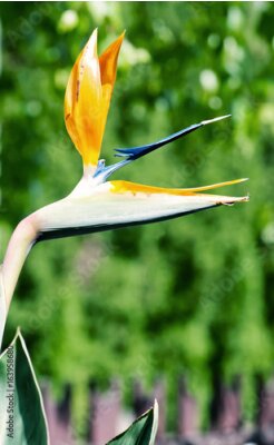 Papier peint  fleur Strelitzia, filtre beauté