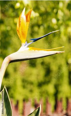 Papier peint  fleur Strelitzia, filtre photo beauté