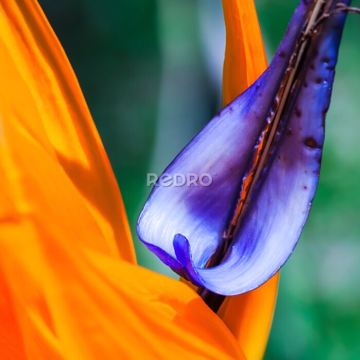 Papier peint  Fleur Strelitzia fleur. Costa Rica