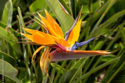 Papier peint  Fleur Strelitzia. La floraison de plantes rares peut être comparée à la strelitzia royale. Pas étonnant qu'il soit souvent appelé "oiseau du paradis".