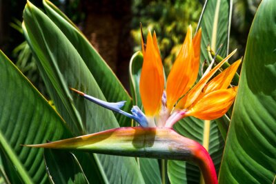 Papier peint  Fleur Strelitzia. Le paradis des oiseaux. Ténérife, Îles Canaries. Trop