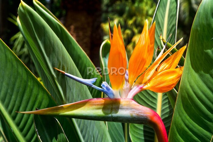 Papier peint  Fleur Strelitzia. Le paradis des oiseaux. Ténérife, Îles Canaries. Trop
