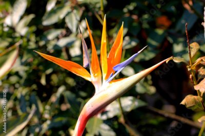 Papier peint  Fleur Strelitzia (Oiseau du Paradis Orange, plante exotique rustique)