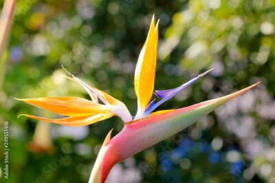Papier peint  Fleur Strelitzia (Oiseau du Paradis Orange, plante exotique rustique)