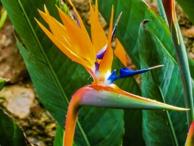 Papier peint  Fleur Strelitzia. Paradis des oiseaux à Taormina, île de Sicile, Italie