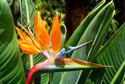 Papier peint  Fleur Strelitzia. Paradis des oiseaux. Tenerife, îles Canaries. Jardin tropical d'Afrique du Nord. Fleur de Strelitzia Iles Canaries
