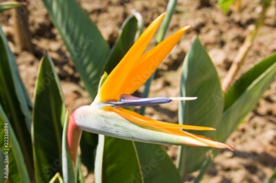 Papier peint  fleur Strelitzia reginae