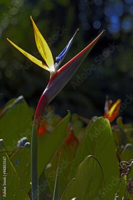 Papier peint  Fleur Strelitzia reginae
