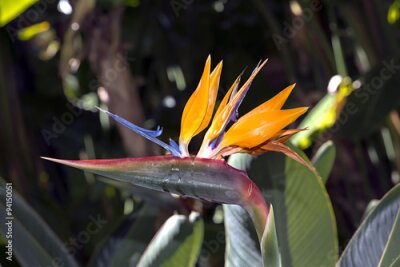 Papier peint  Fleur Strelitzia Reginae