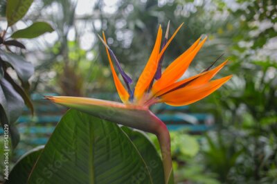 Papier peint  Fleur Strelitzia reginae