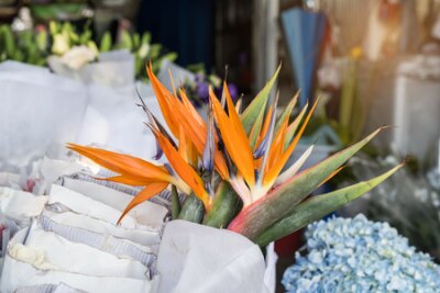Papier peint  Fleur Strelitzia reginae (oiseau de paradis, fleur de grue).