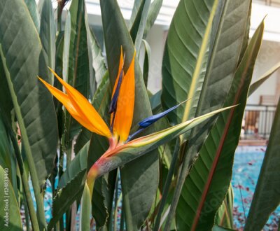 Papier peint  Fleur Strelitzia reginae (oiseau du paradis, fleur de grue).