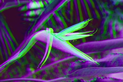 Papier peint  Fleur strelitzia surréaliste sur fond de tendance tropicale glitch et fond floral. Fond tropical floral surréaliste