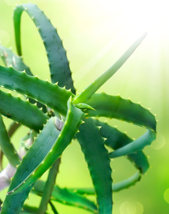 Papier peint  fleur succulent