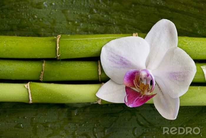 Papier peint  fleur sur bambou vert