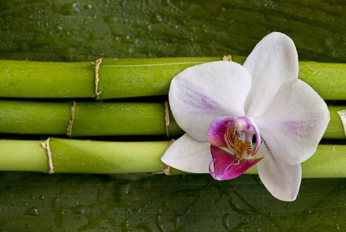 Papier peint  fleur sur bambou vert
