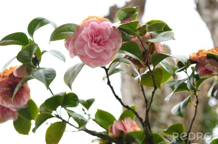 Papier peint  Fleur sur une branche et feuilles