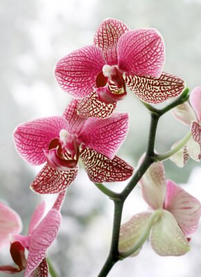 Papier peint  Fleur tachetée