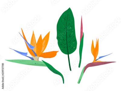 Papier peint  Fleur tropicale de Strelitzia Reginae. Strelitzia fleurs décoratives ensemble isolé sur fond blanc. Plante d'Afrique du Sud, fleur de grue ou oiseau de paradis. Collection de vecteur.
