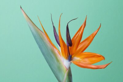 Papier peint  Fleur tropicale exotique de Strelitzia reginae ou oiseau de paradis isolé sur vert