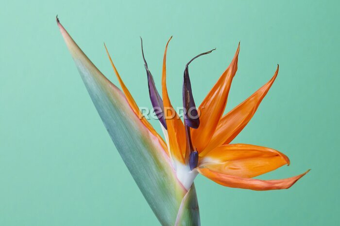Papier peint  Fleur tropicale exotique de Strelitzia reginae ou oiseau de paradis isolé sur vert
