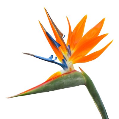 Papier peint  Fleur tropicale exotique isolée de Strelitzia reginae ou oiseau de paradis
