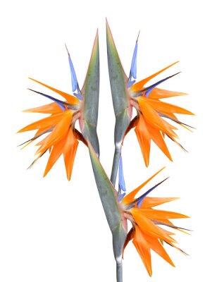 Papier peint  fleur tropicale: fleurs d'oiseau de paradis (Strelitzia)