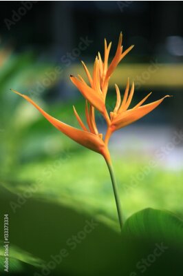 Papier peint  Fleur tropicale nom commun du genre est Bird of paradise fleur, Strelitzia est un genre de cinq espèces de plantes vivaces