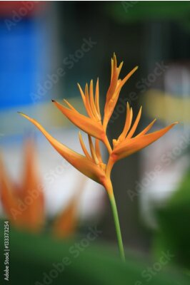 Papier peint  Fleur tropicale nom commun du genre est Bird of paradise fleur, Strelitzia est un genre de cinq espèces de plantes vivaces