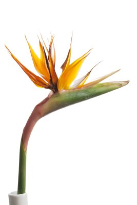 Papier peint  fleur tropicale - Strelitzia