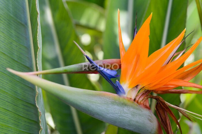Papier peint  Fleur tropicale strelitzia