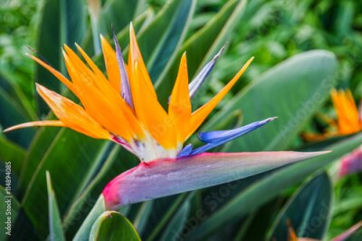 Papier peint  Fleur tropicale, strelitzia africaine, oiseau du paradis, Madère