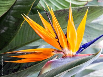 Papier peint  Fleur tropicale Strelitzia, oiseau de paradis, Madère Islande