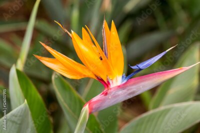 Papier peint  Fleur tropicale strelitzia ou oiseau de fleur de paradis à Funchal sur l'île de Madère, Portugal.
