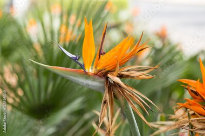 Papier peint  Fleur tropicale strelitzia ou oiseau de fleur de paradis à Funchal sur l'île de Madère, Portugal.