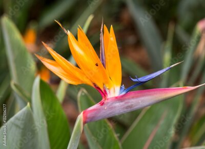 Papier peint  Fleur tropicale strelitzia ou oiseau de fleur de paradis à Funchal sur l'île de Madère, Portugal.