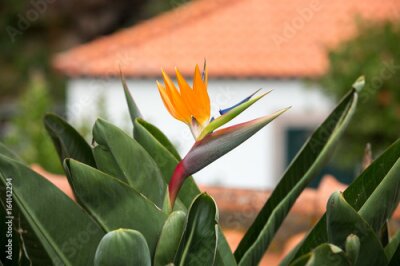 Papier peint  Fleur tropicale strelitzia ou oiseau de paradis fleur à Funchal sur l'île de Madère, Portugal.