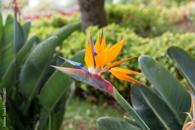 Papier peint  Fleur tropicale strelitzia ou oiseau de paradis fleur à Funchal sur l'île de Madère, Portugal.