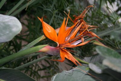 Papier peint  fleur tropicale Strelitzia reginae