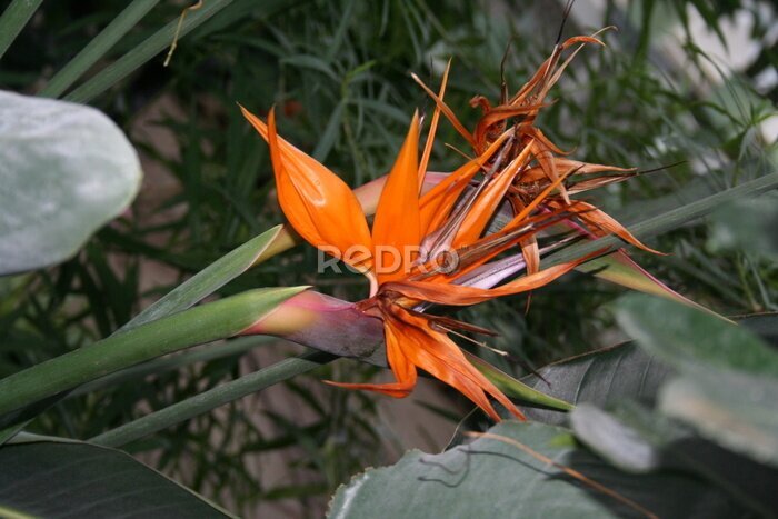 Papier peint  fleur tropicale Strelitzia reginae